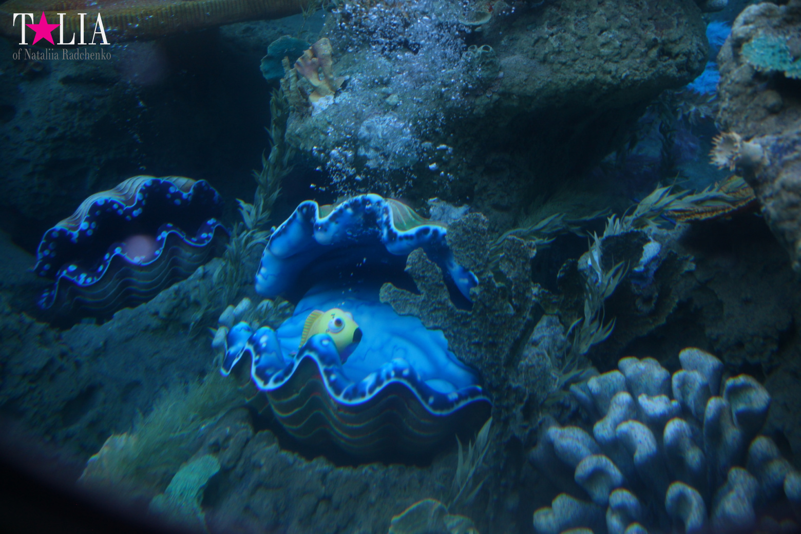 Диснейленд в Калифорнии (Анахайм, Лос Анжелес). Аттракционы