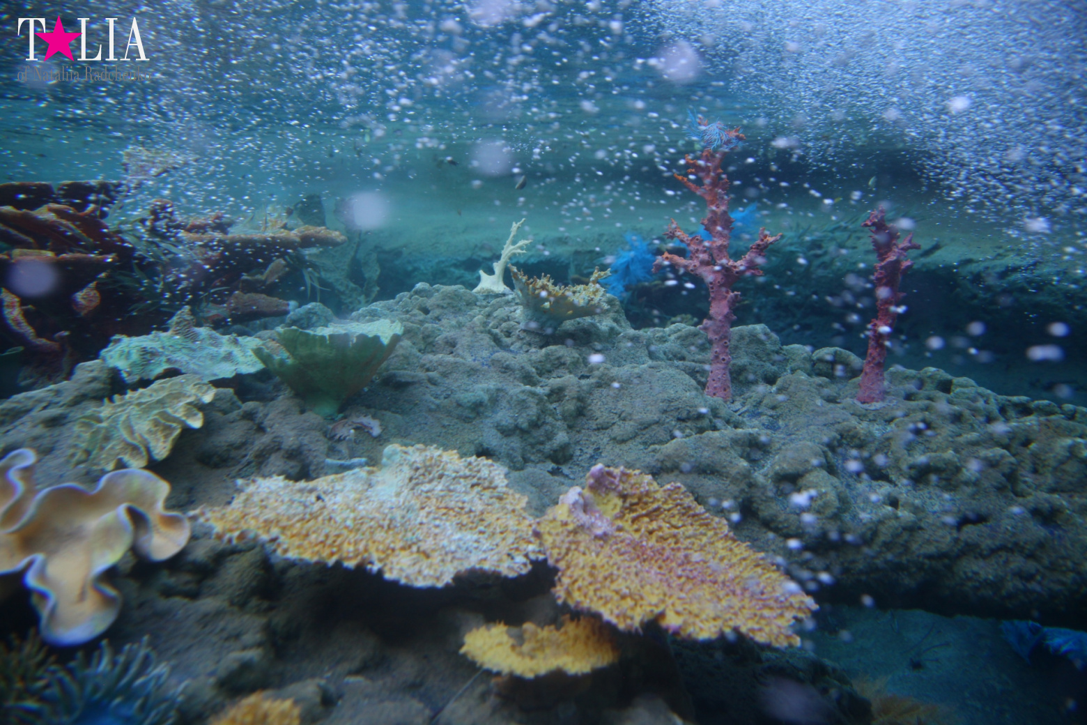 Диснейленд в Калифорнии (Анахайм, Лос Анжелес). Аттракционы