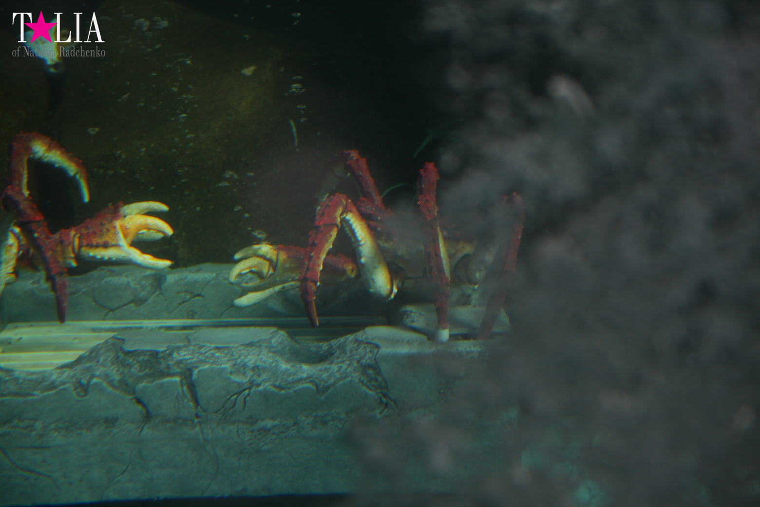 Диснейленд в Калифорнии (Анахайм, Лос Анжелес). Аттракционы