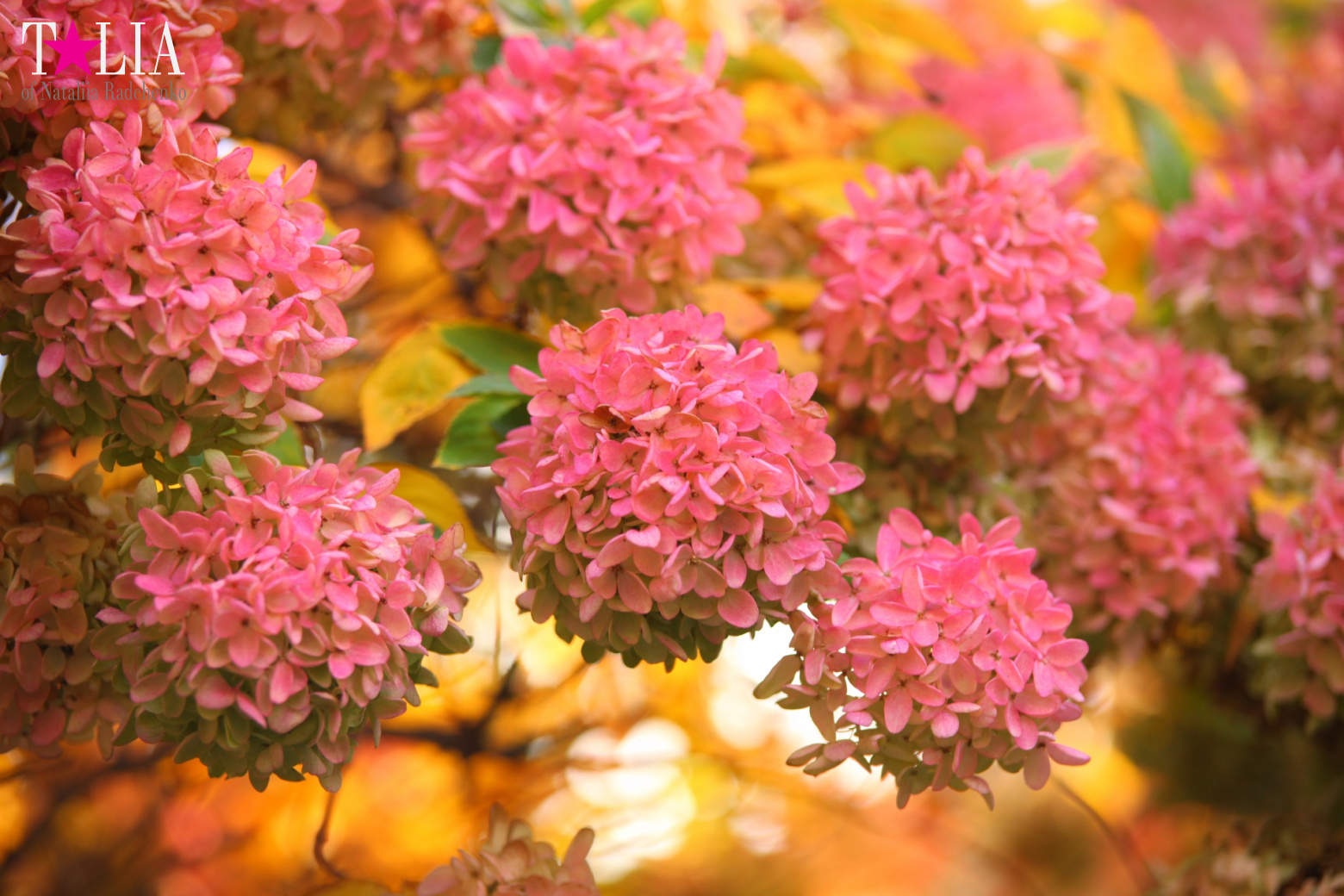 Fall of Bay Ridge in New York City