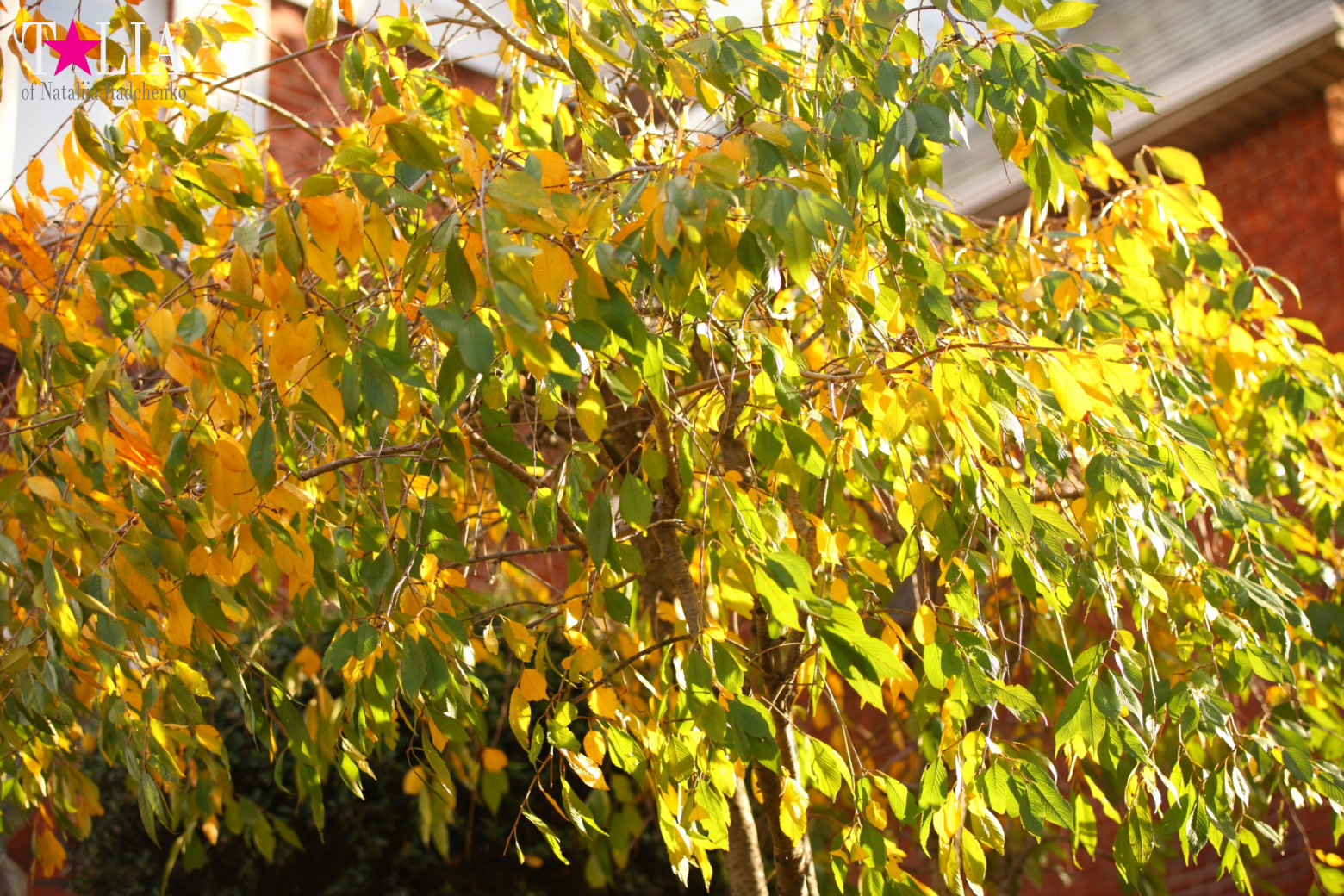 Fall of Bay Ridge in New York City