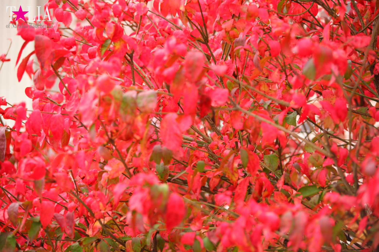 Fall of Bay Ridge in New York City