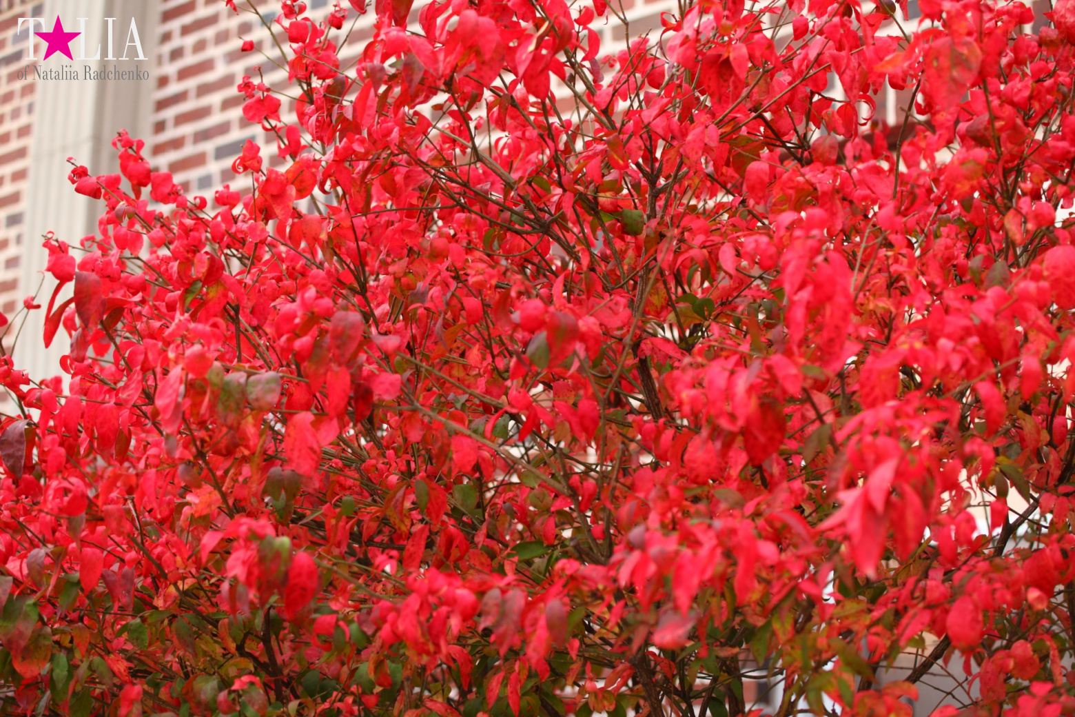 Fall of Bay Ridge in New York City