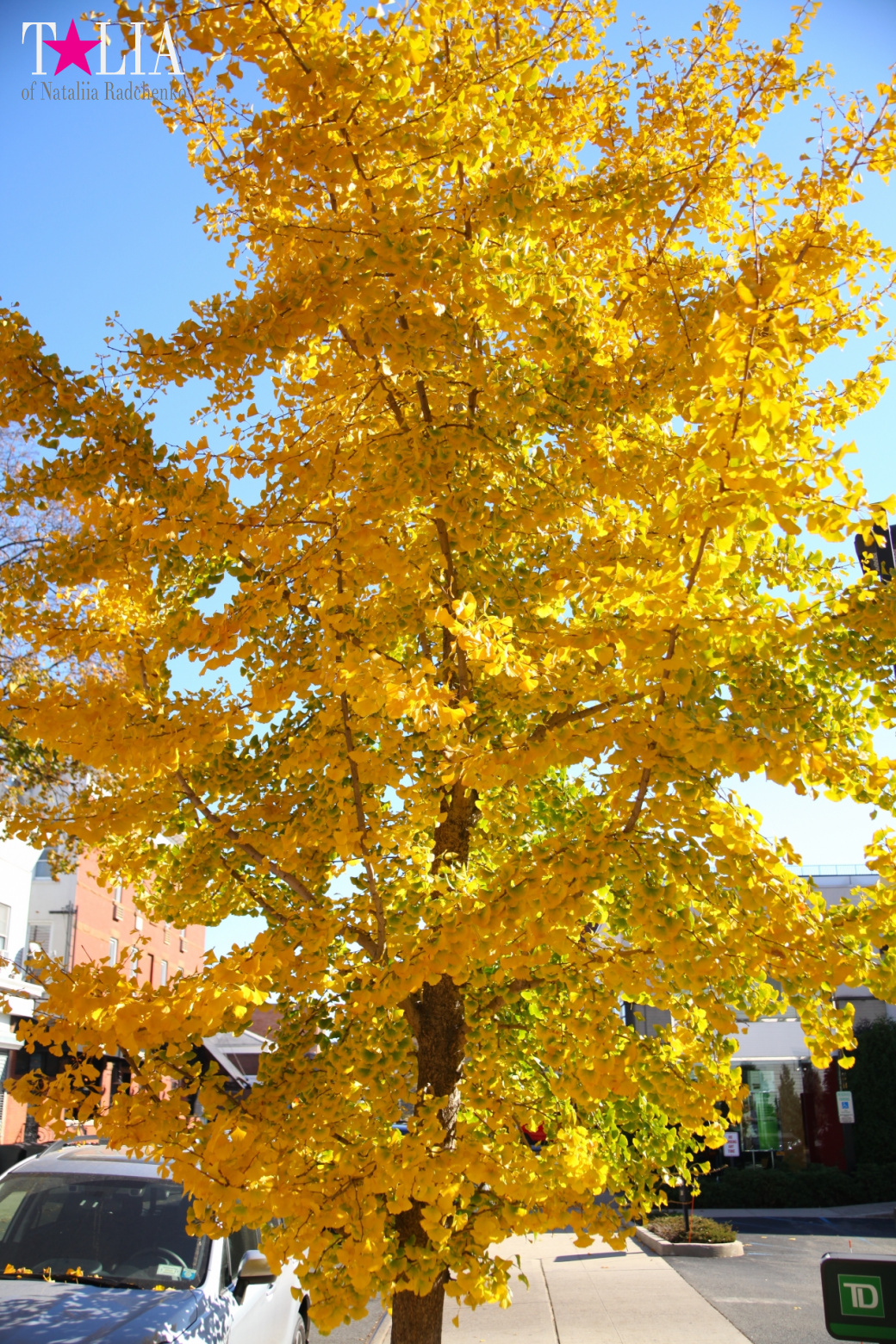 Огромная благодарность всем посетителям портала "Talia24.com" в День Благодарения 2016