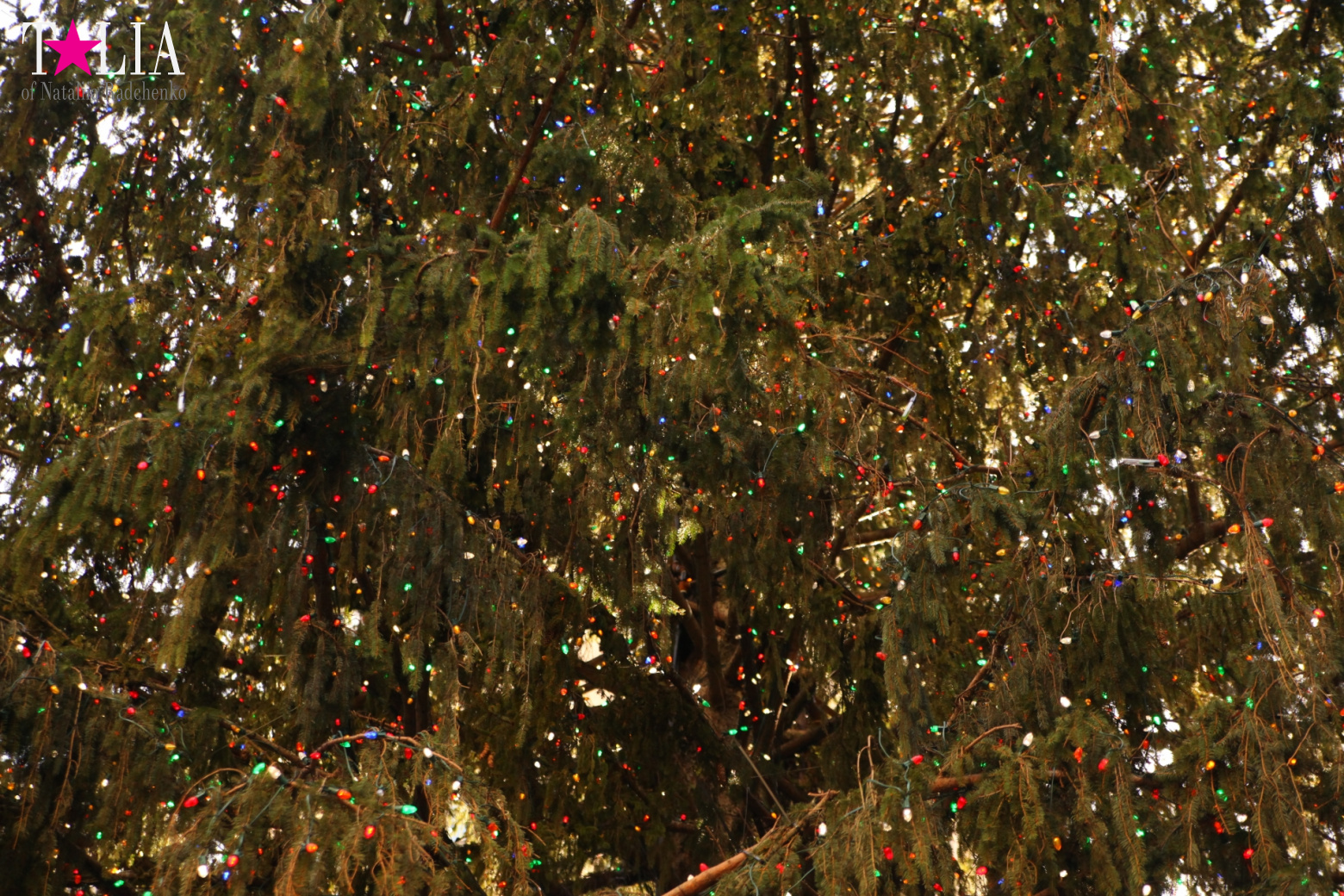 Главная рождественская елка Нью-Йорка возле Рокфеллер-Центра на Манхэттене