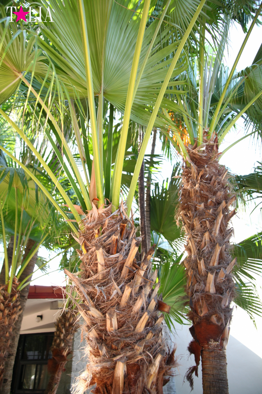 Congratulations on International Yoga Day