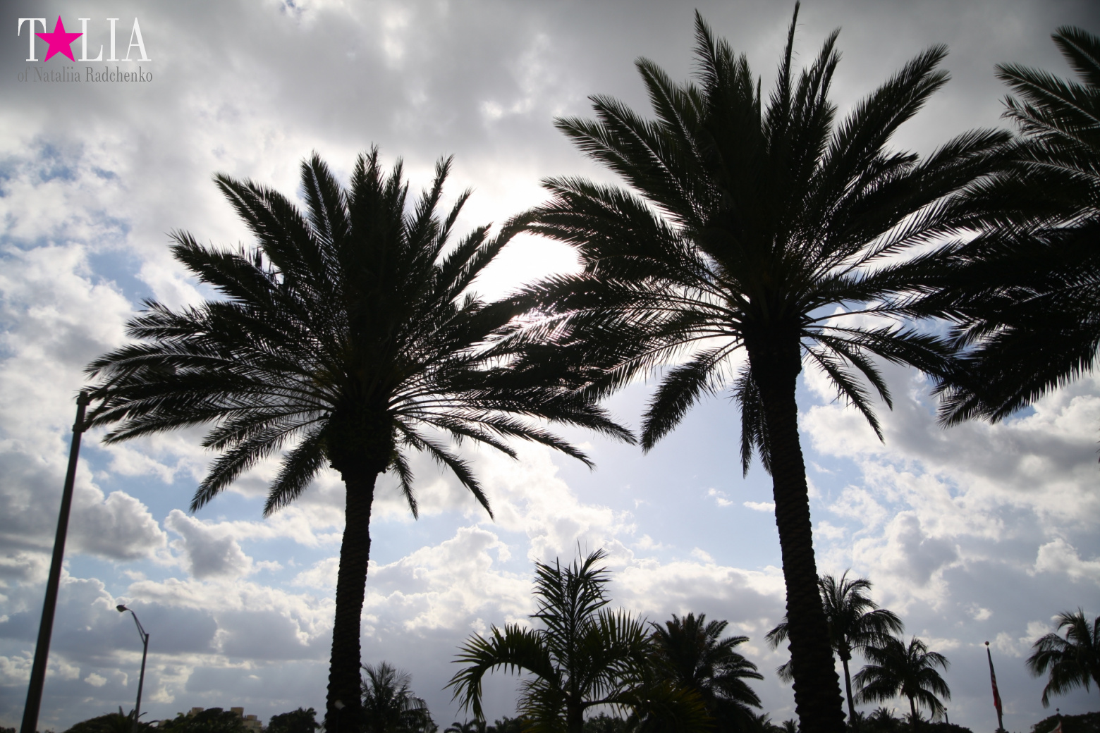 Yachts, Palms, Bay - The promenade of Middle Miami Beach, Collins Avenue